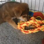 Puppies!