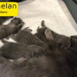 beautiful Scottish fold kittens!