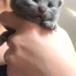 only 3 left! Scottish fold/ straight kittens ?