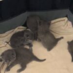 Scottish fold babies!!!