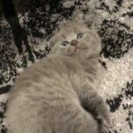 Scottish fold kittens!!!