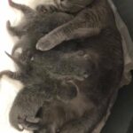 newborn Scottish fold/straight kittens for Reservations