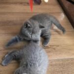 last 2 babies Scottish fold/straight!