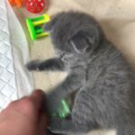 last Scottish blue fold left!