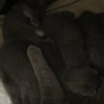 Scottish fold kittens!