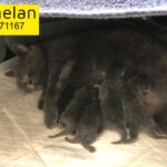 Scottish fold/straight blue kittens!