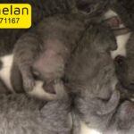 Scottish fold/straight kittens! for reservations!