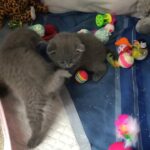 last 2 beautiful blue babies!