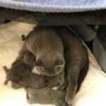 Stunning scottish fold/straight kittens!