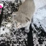 Scottish fold blue kitty!