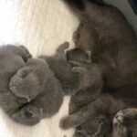 Scottish blue fold kittens!