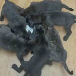 Neapolitan mastiff pups ready to leave now