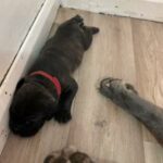 Neapolitan mastiff pups 1 female 6 males