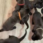Neapolitan mastiff puppies