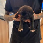 Neapolitan mastiff puppies
