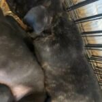 Neapolitan mastiff puppies