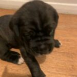 huge Neapolitan mastiff puppies