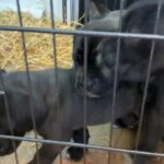 Neapolitan mastiff puppies