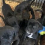Neapolitan mastiff puppies
