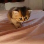 Rare Gold British Longhair