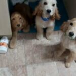Three Gorgeous Cocker Spanial Puppies