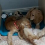 Health tested cocker spaniels