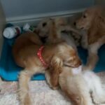 Beautiful Golden Cocker Spanial Puppies