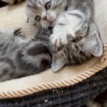 Pure breed adorable Scottish Fold kittens in London