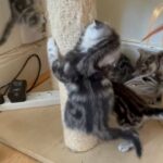 Adorable Scottish Fold/ Straight kittens in London