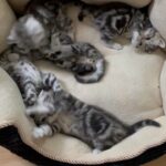 Adorable Scottish Fold and Straight kittens in London