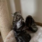 adorable Scottish Fold/ Straight kittens in London