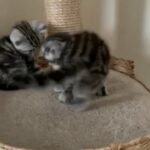 Adorable Scottish Fold/ Straight kittens in London