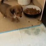 dachshund male puppy