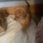 shitzu cross jack russel girls