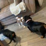 cavalier king charls