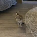 tabby boys ready now beautiful boys