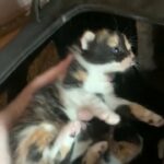 kittens!! ready 31st may