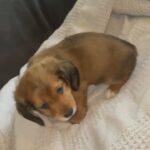 dachshund cross spaniel male ready now