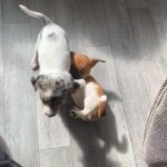 beautiful jack russel puppy’s ready now
