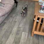dachshund blue/grey