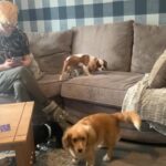King Charles cavalier in Preston