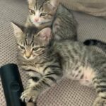 beautiful tabby boys