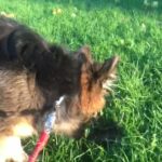 Long hair German Shepherd pupps