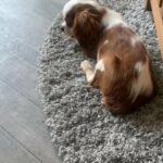 cavalier King Charles