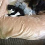 short haired male kitten