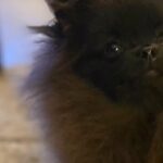Pomeranian female extra small size in London