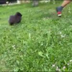 Pomeranian girl