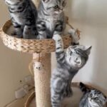 Ready to go pedigreed Scottish fold/straight kittens