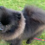 xxs size Pomeranian girl