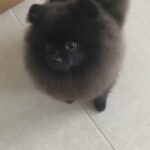 Pomeranian girl, very small size